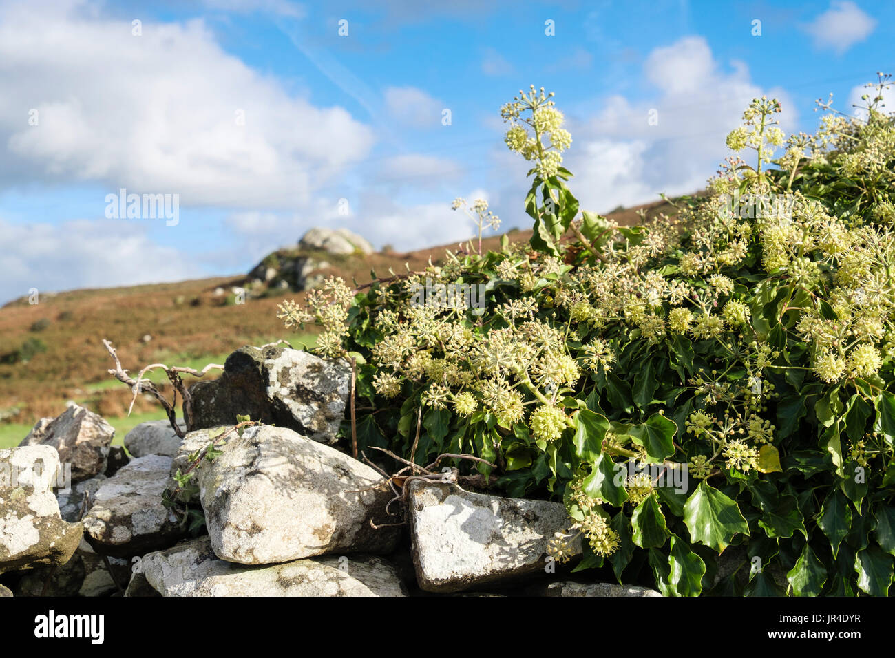 Flowering Ivy (Hedera helix) growing on a country dry- stone wall. Wales, UK, Britain Stock Photo