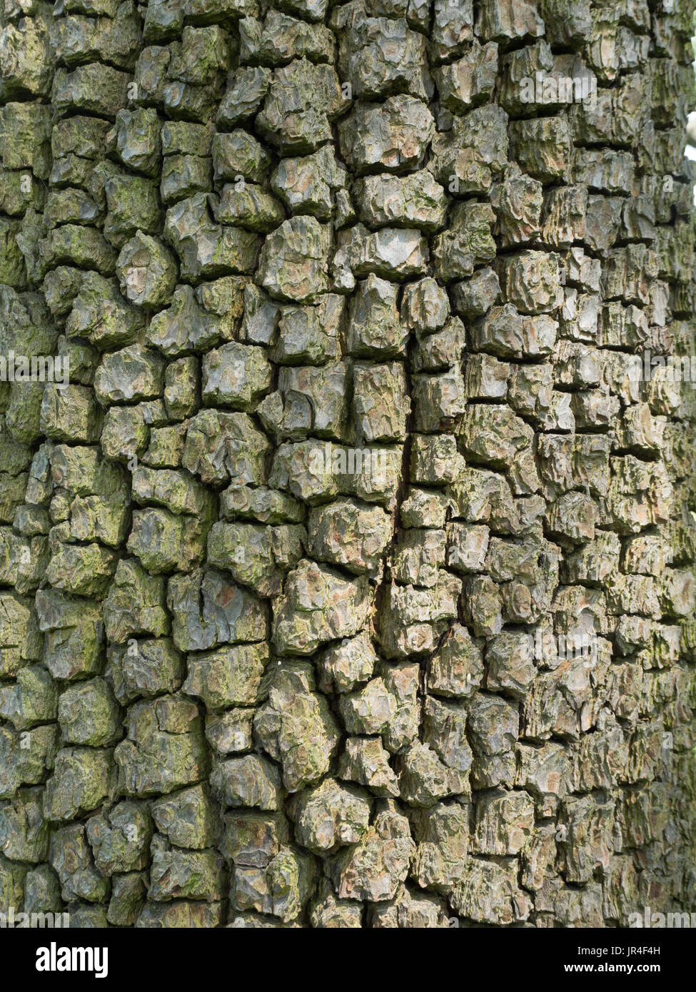 Close up of the blocky bark of a mature pear tree Stock Photo