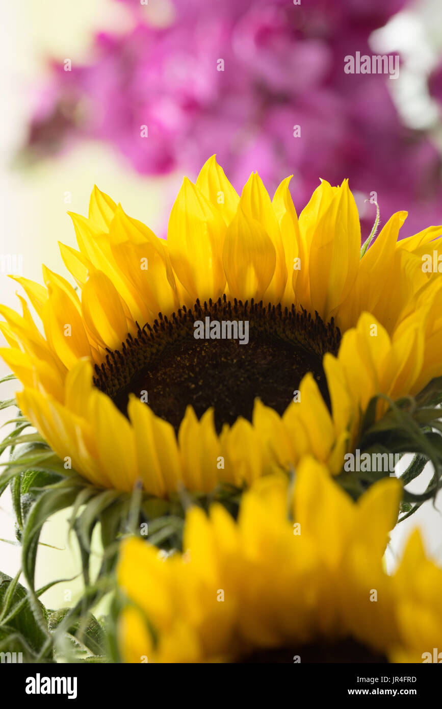 Close up of sunflower with out of focus sweet pea in background Stock Photo