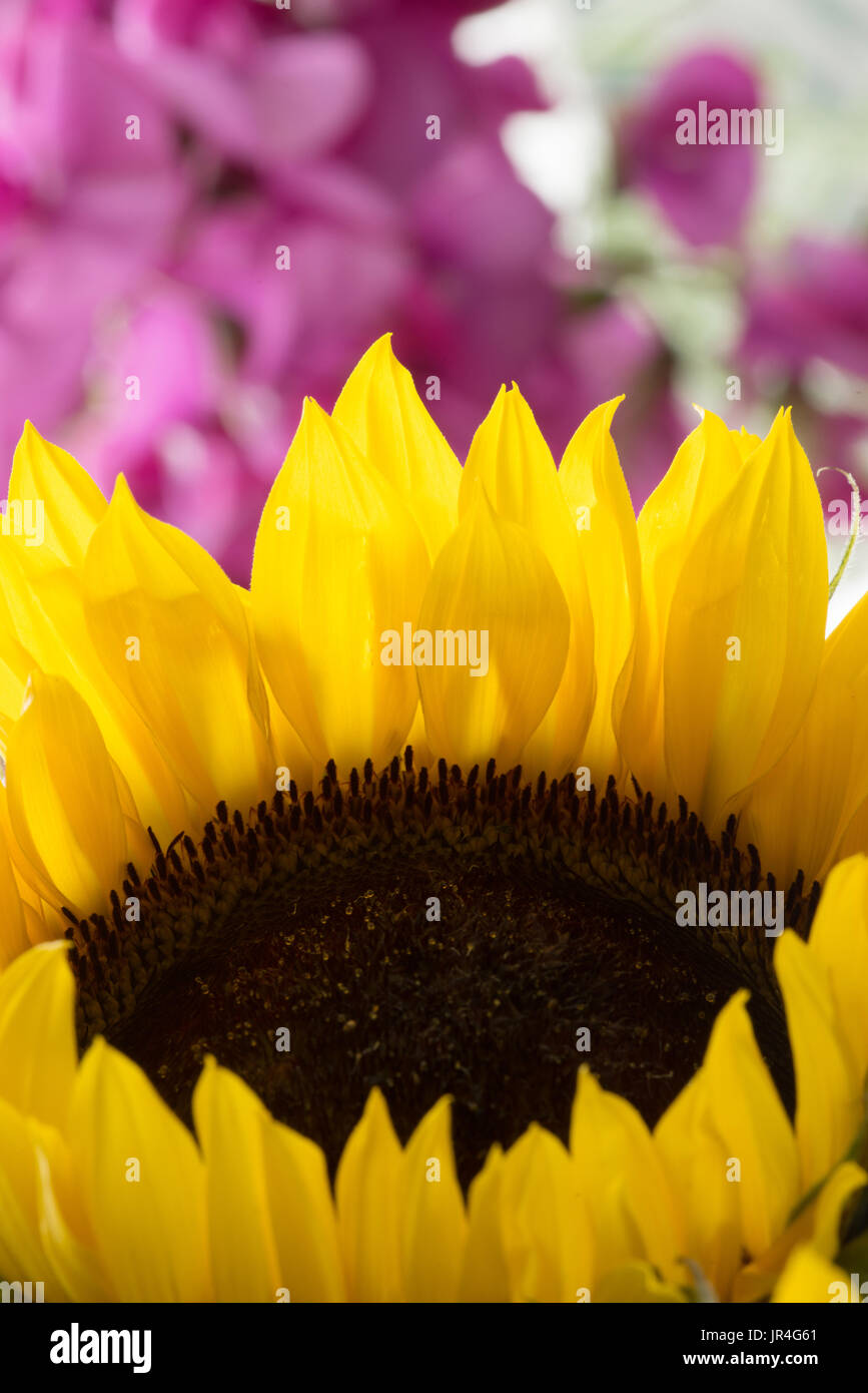 Close up of sunflower with out of focus sweet pea in background Stock Photo