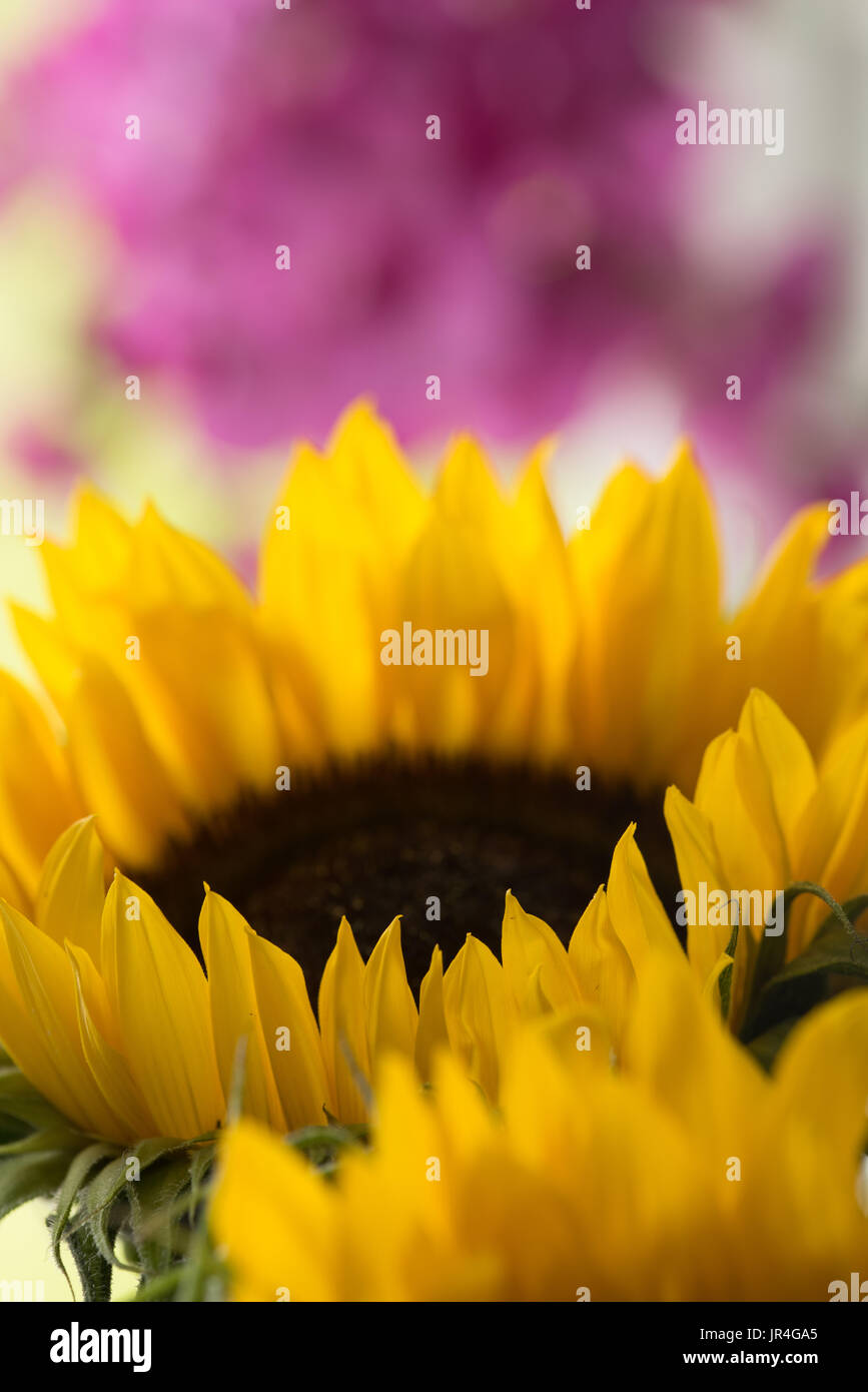 Close up of sunflower with out of focus sweet pea in background Stock Photo
