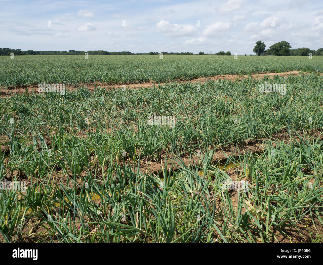 Field scale production of red onoins in Suffolk Stock Photo