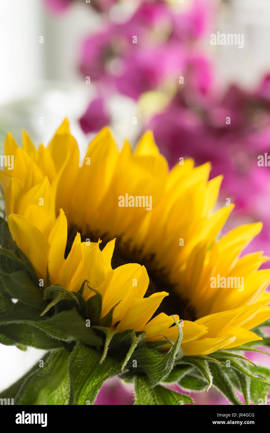 Close up of sunflower with out of focus sweet pea in background Stock Photo