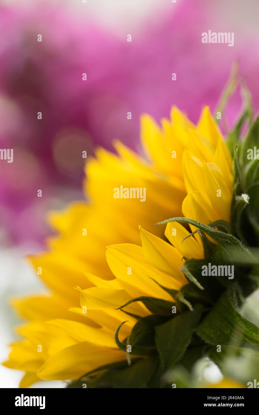 Close up of sunflower with out of focus sweet pea in background Stock Photo