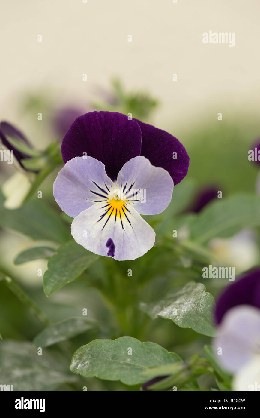 viola flower purple mauve summer spring Stock Photo