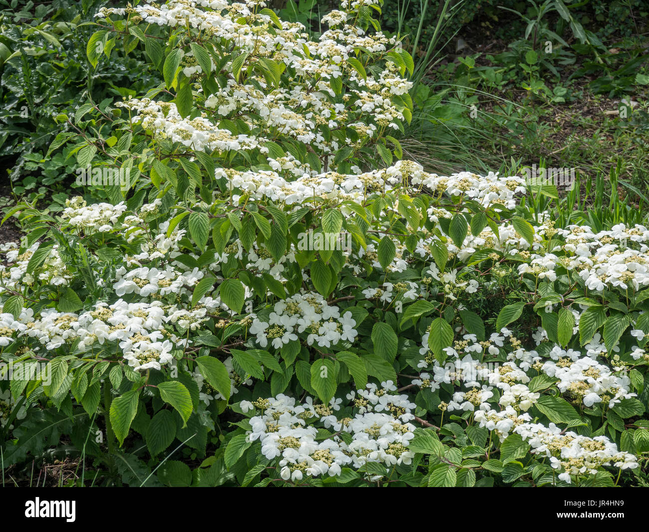 A shrub of Viburnum plicatum 'Mariesii in flower Stock Photo