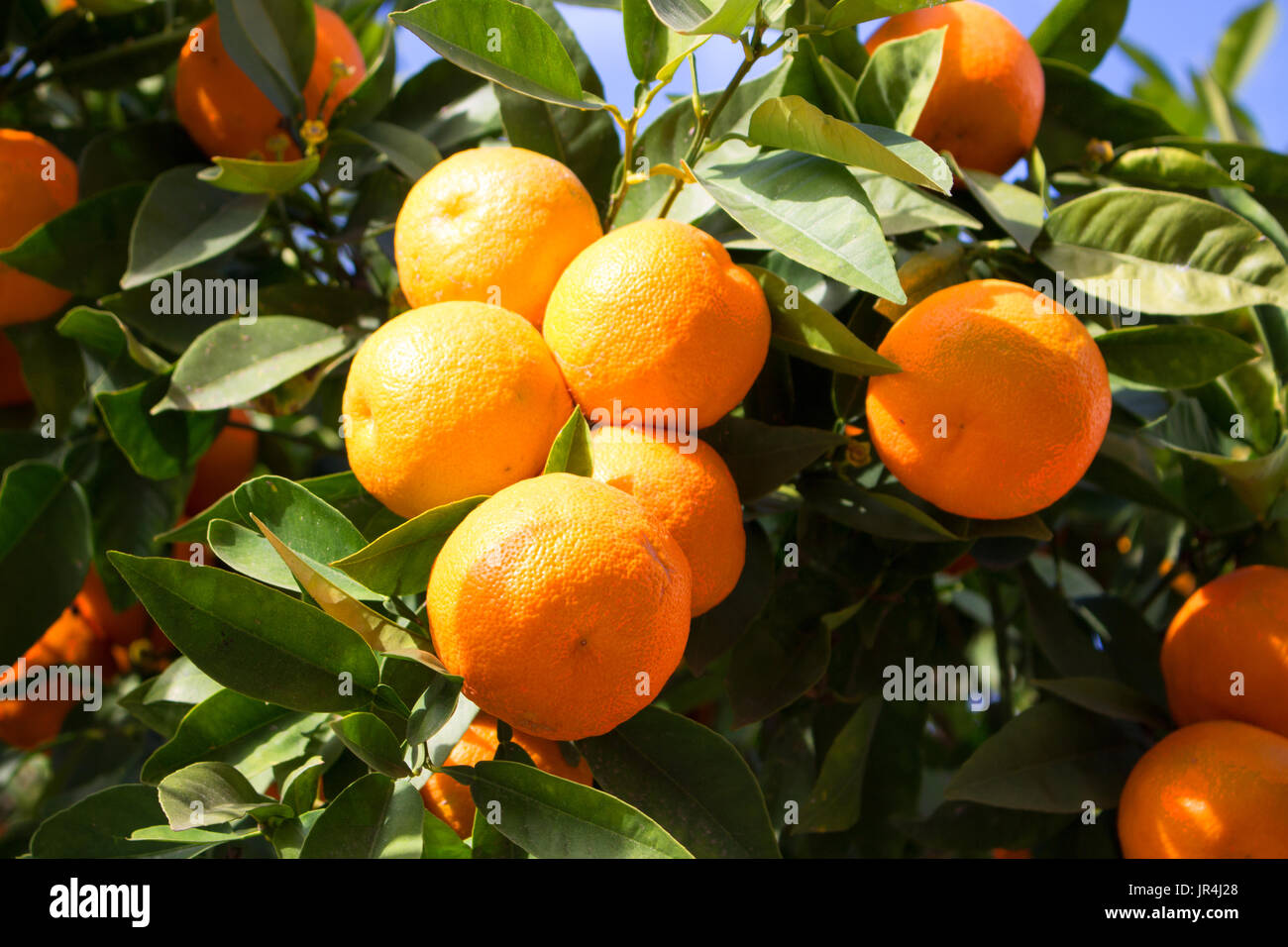 Orange Tree Garden High Resolution Stock Photography and Images Alamy