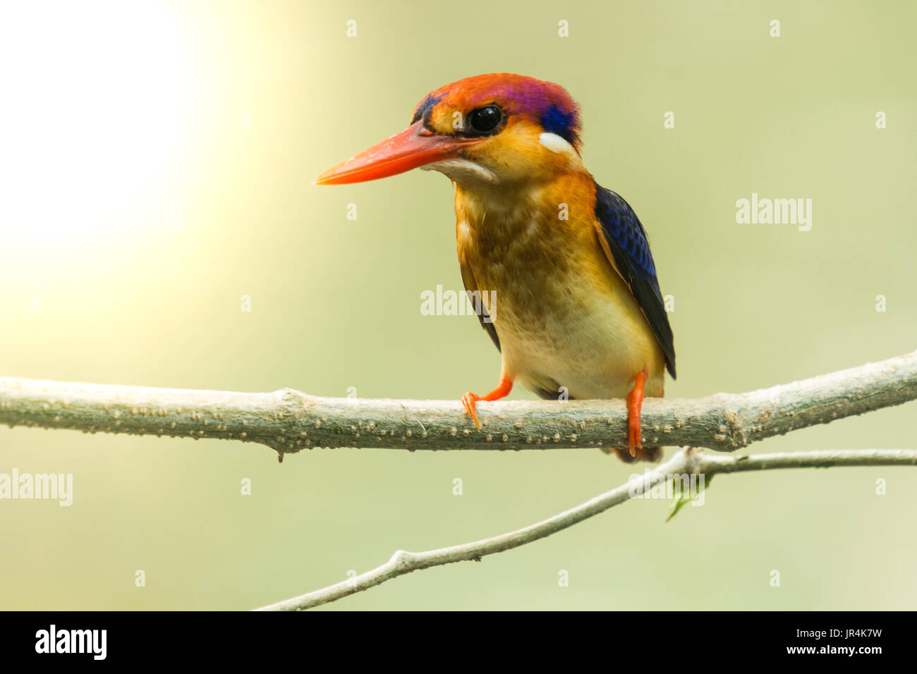 Oriental dwarf kingfisher, Black-Backed Kingfisher on the branch wait for hunting Stock Photo