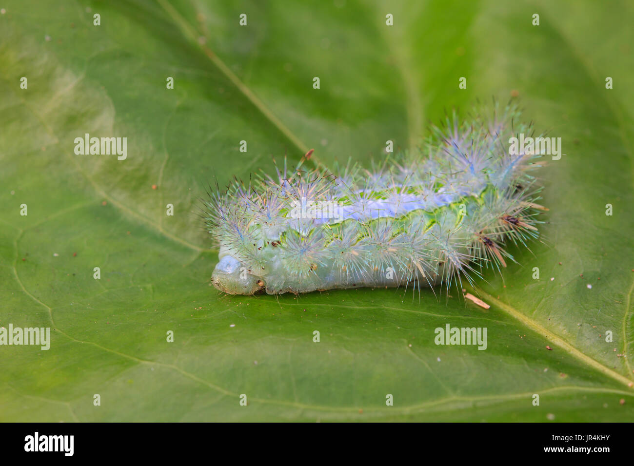 Close up Caterpillar on leaf, Moth Caterpillar Stock Photo