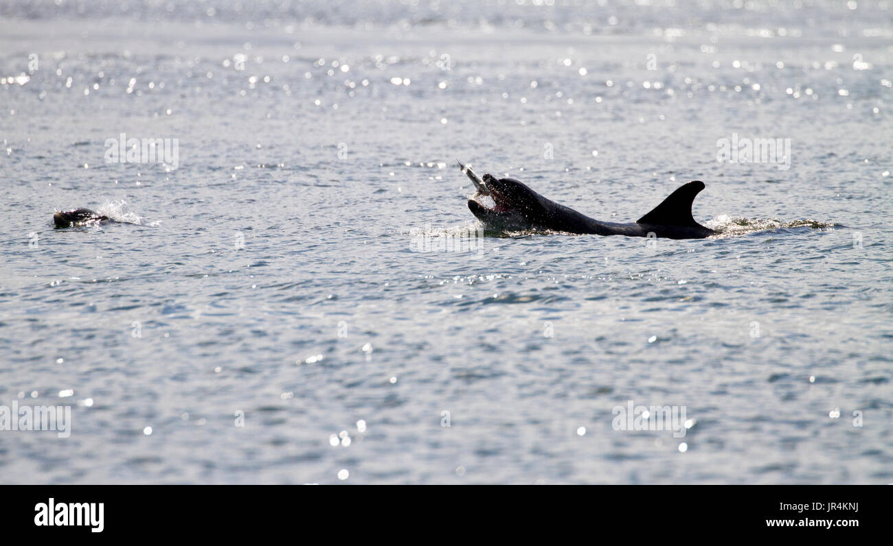Bottlenose dolphin catching fish in the Moray Firth, Scotland Stock Photo