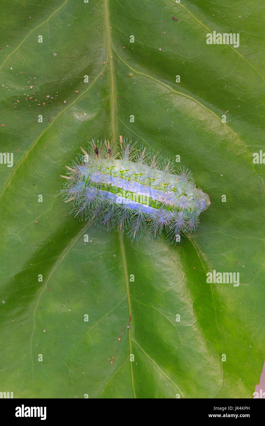 Close up Caterpillar on leaf, Moth Caterpillar Stock Photo