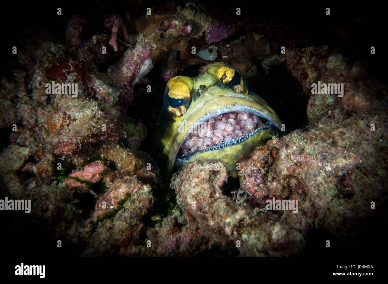 Dendritic jawfish (Opistognathus dendriticus) with eggs in its mouth, Lankayan Island, Malaysia Stock Photo