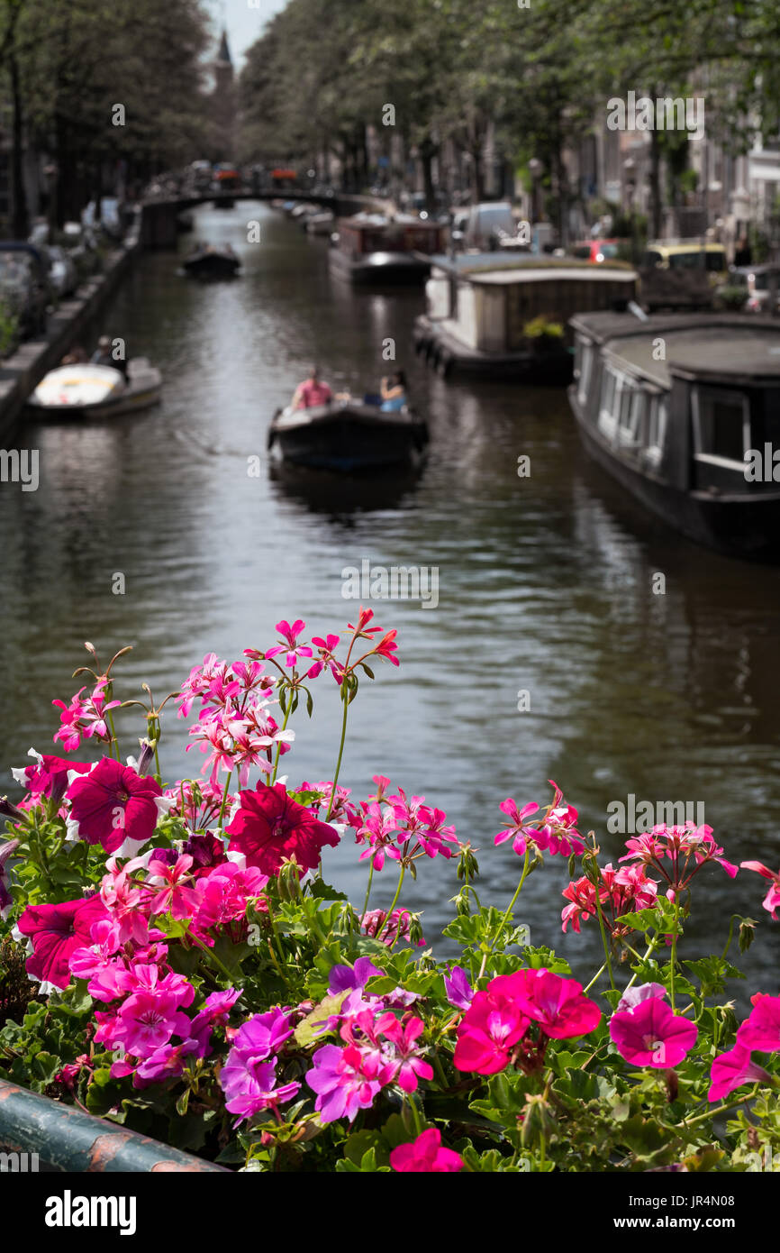 Flowers on the Bloemgracht, Amsterdam, Netherlands Stock Photo - Alamy