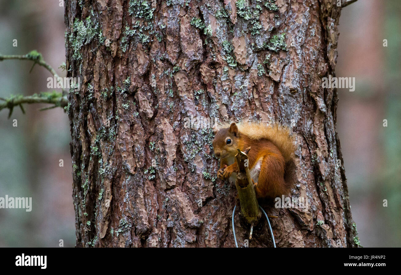 Red squirrel feeding on nuts Stock Photo Alamy