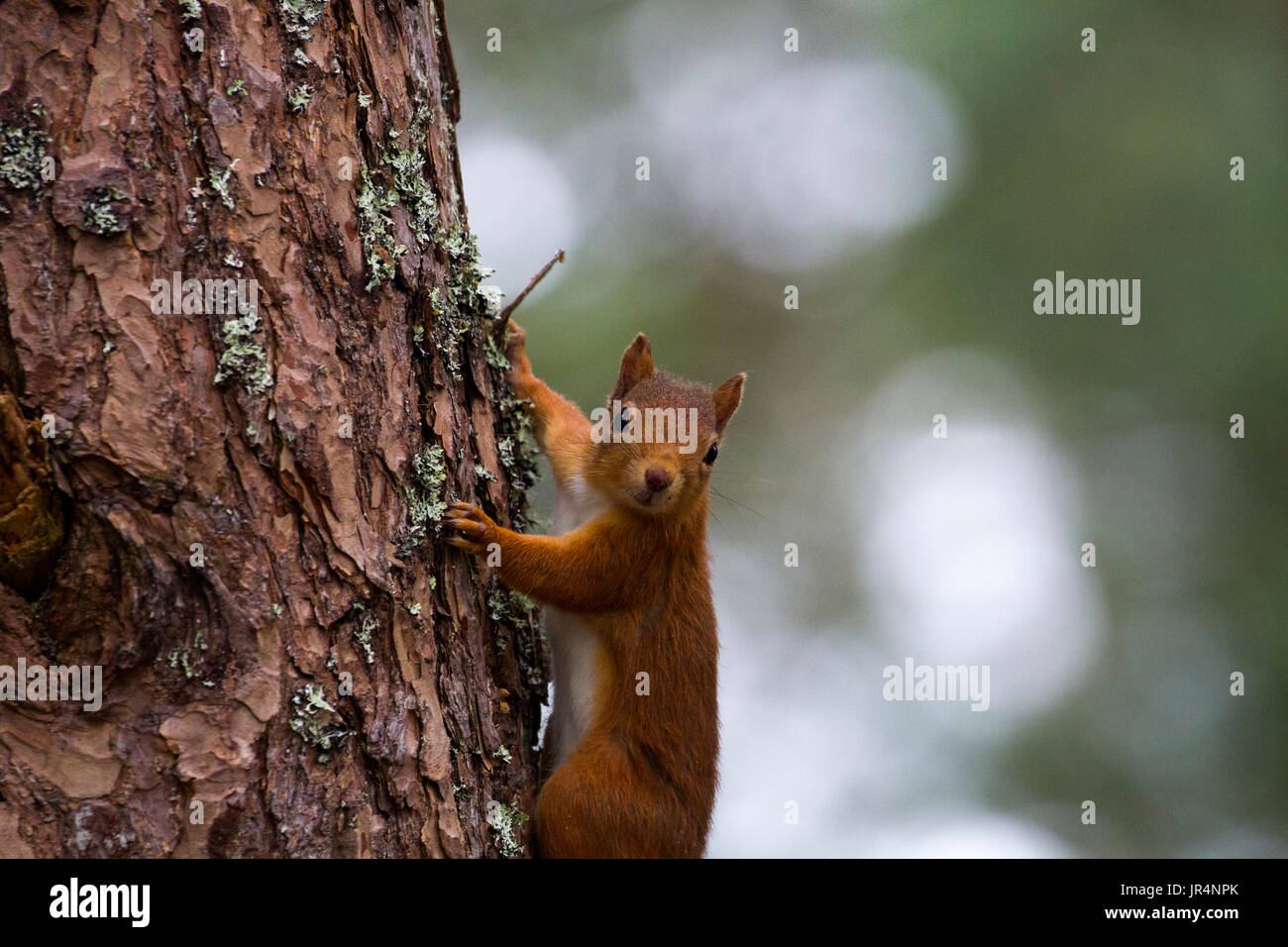 Red squirrel feeding on nuts Stock Photo Alamy