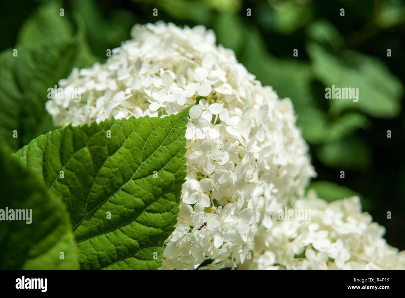 White Common Hydrangea Blossom Stock Photo
