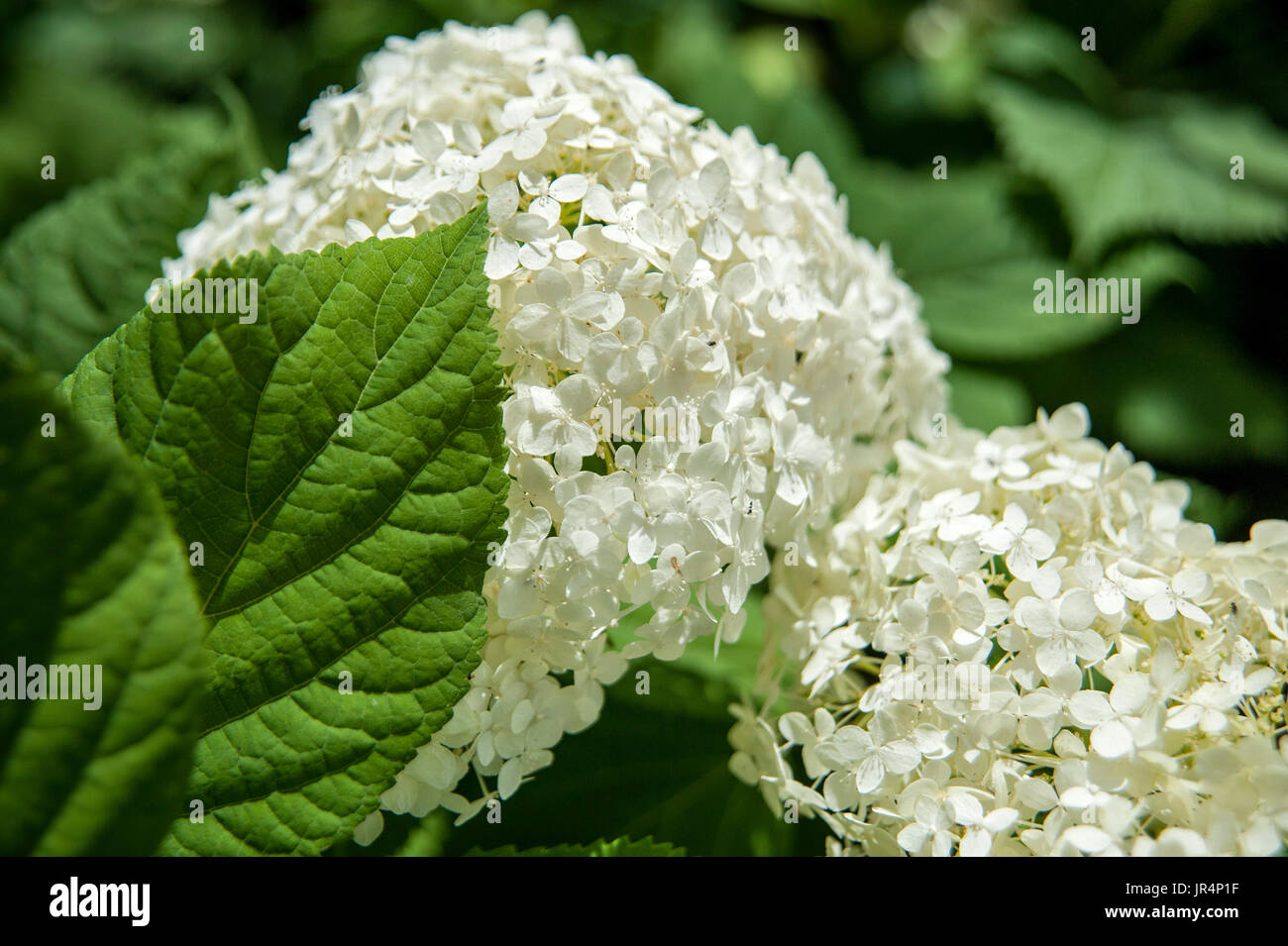White Common Hydrangea Blossom Stock Photo