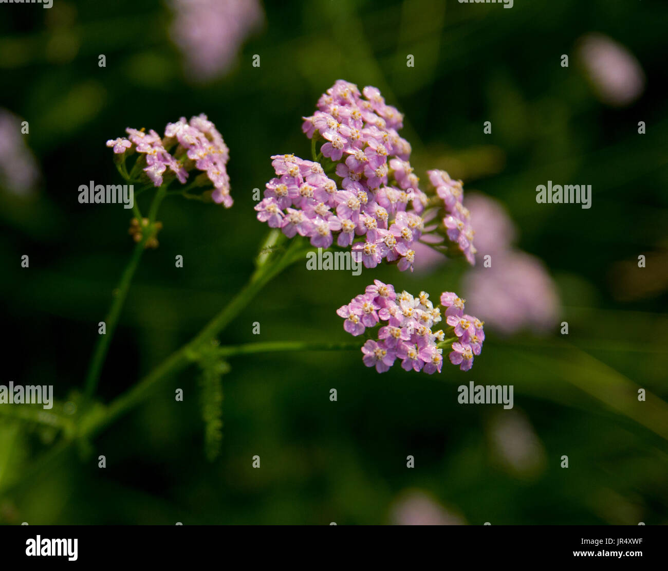 Purple garden plant hi-res stock photography and images - Alamy