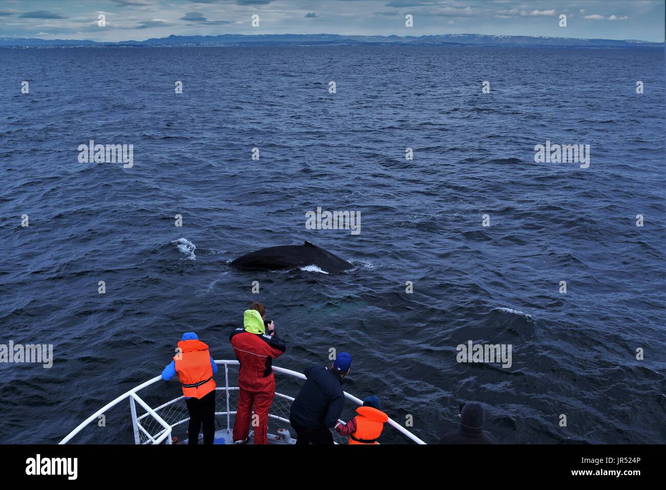 Humpback whales in Reykjavik, Iceland Stock Photo - Alamy