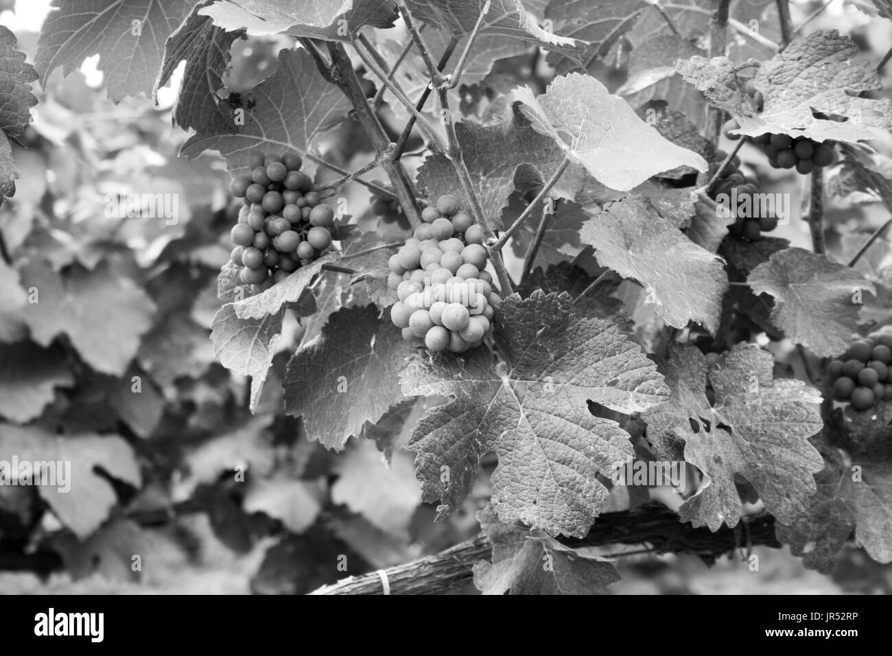 View of wine field and grape in Champagne hill in France Stock Photo