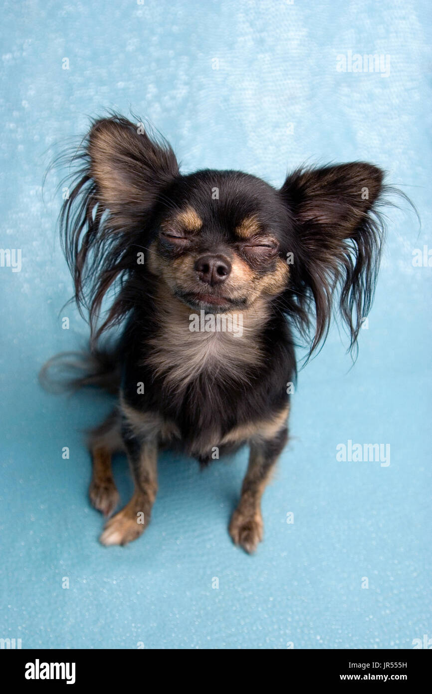 Black And Tan Long Haired Chihuahua Stock Photos Black And Tan