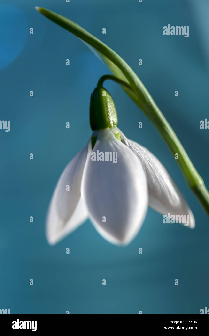 Close-up on a snowdrop spring flower. Blue Background. Shallow depth of field. Stock Photo