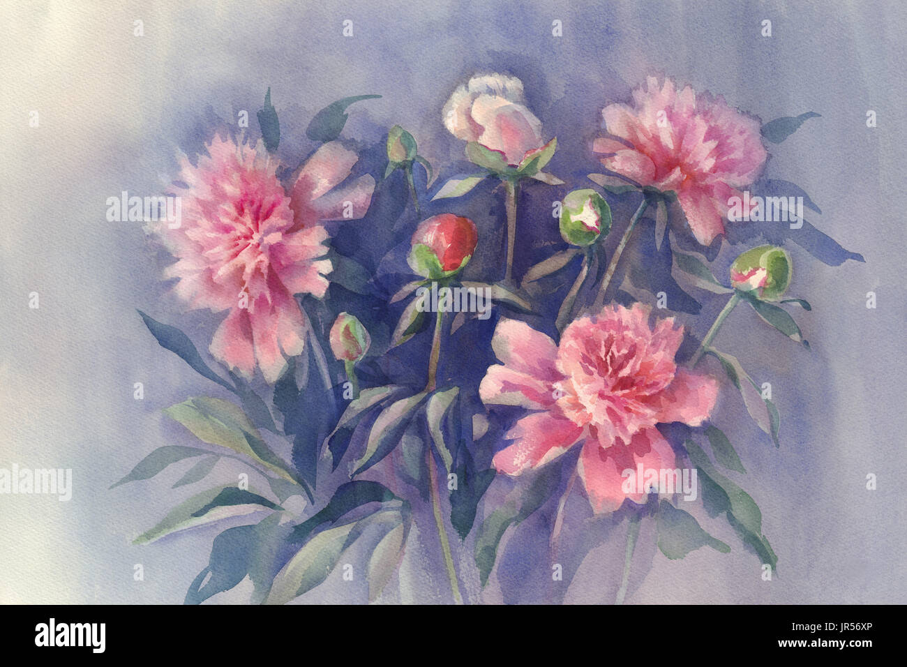 violet peonies watercolor background Stock Photo - Alamy