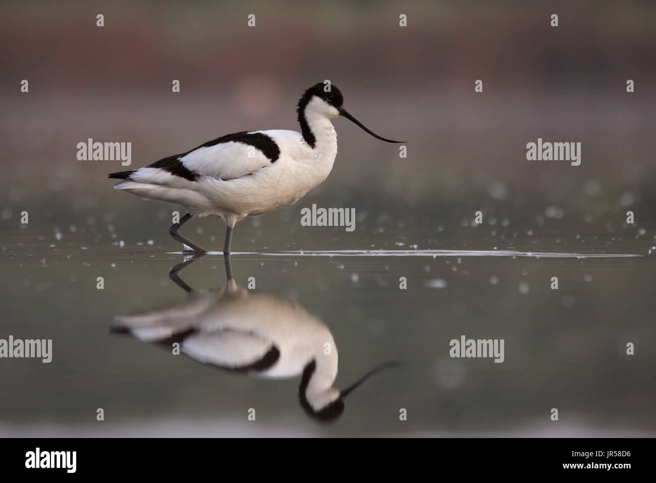 The pied avocet (Recurvirostra avosetta) is a large black and white wader in the avocet and stilt family, Recurvirostridae Stock Photo