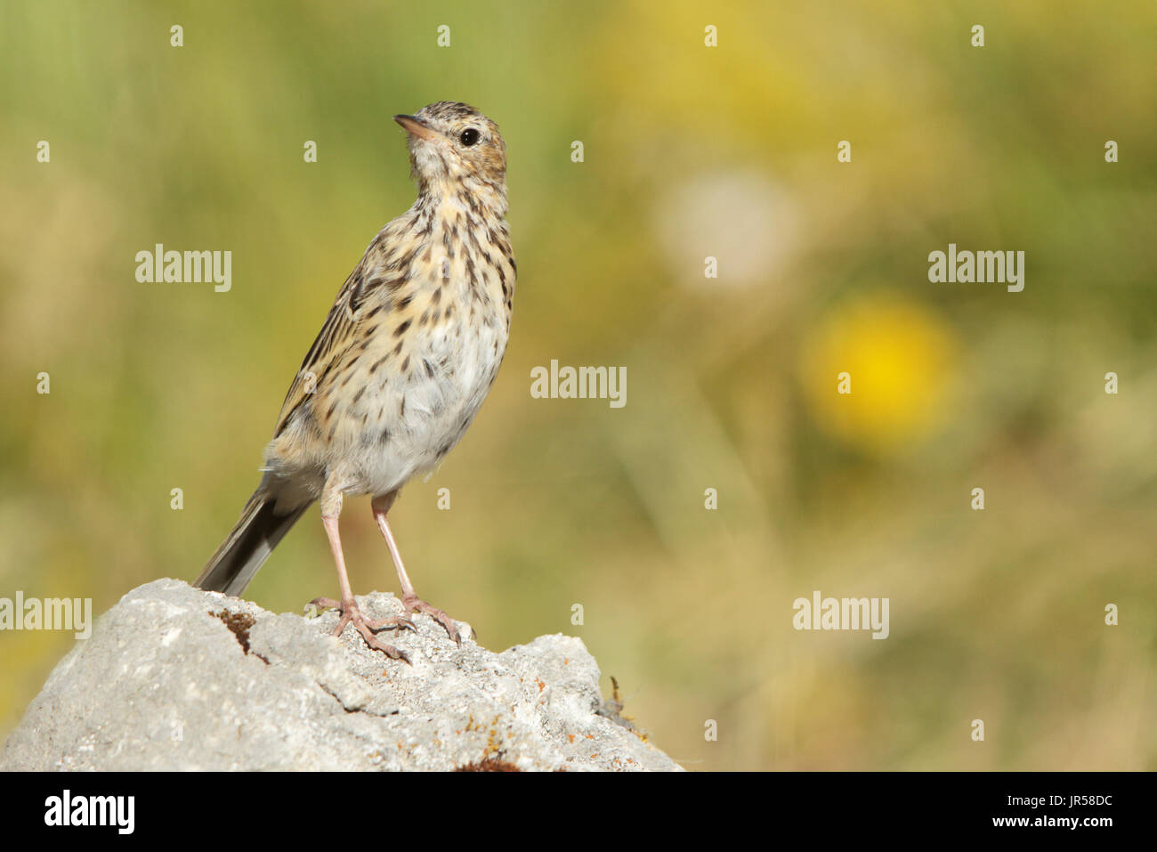 The tree pipit (Anthus trivialis) is a small passerine bird which breeds across most of Europe. It is a long-distance migrant Stock Photo