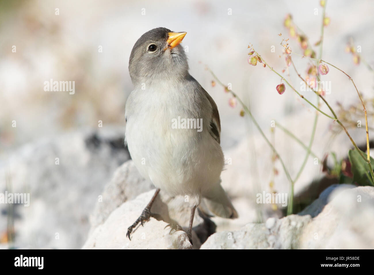 The white-winged snowfinch (Montifringilla nivalis) is a small passerine bird than live in mountain. It is a sparrow rather than a true finch. Stock Photo