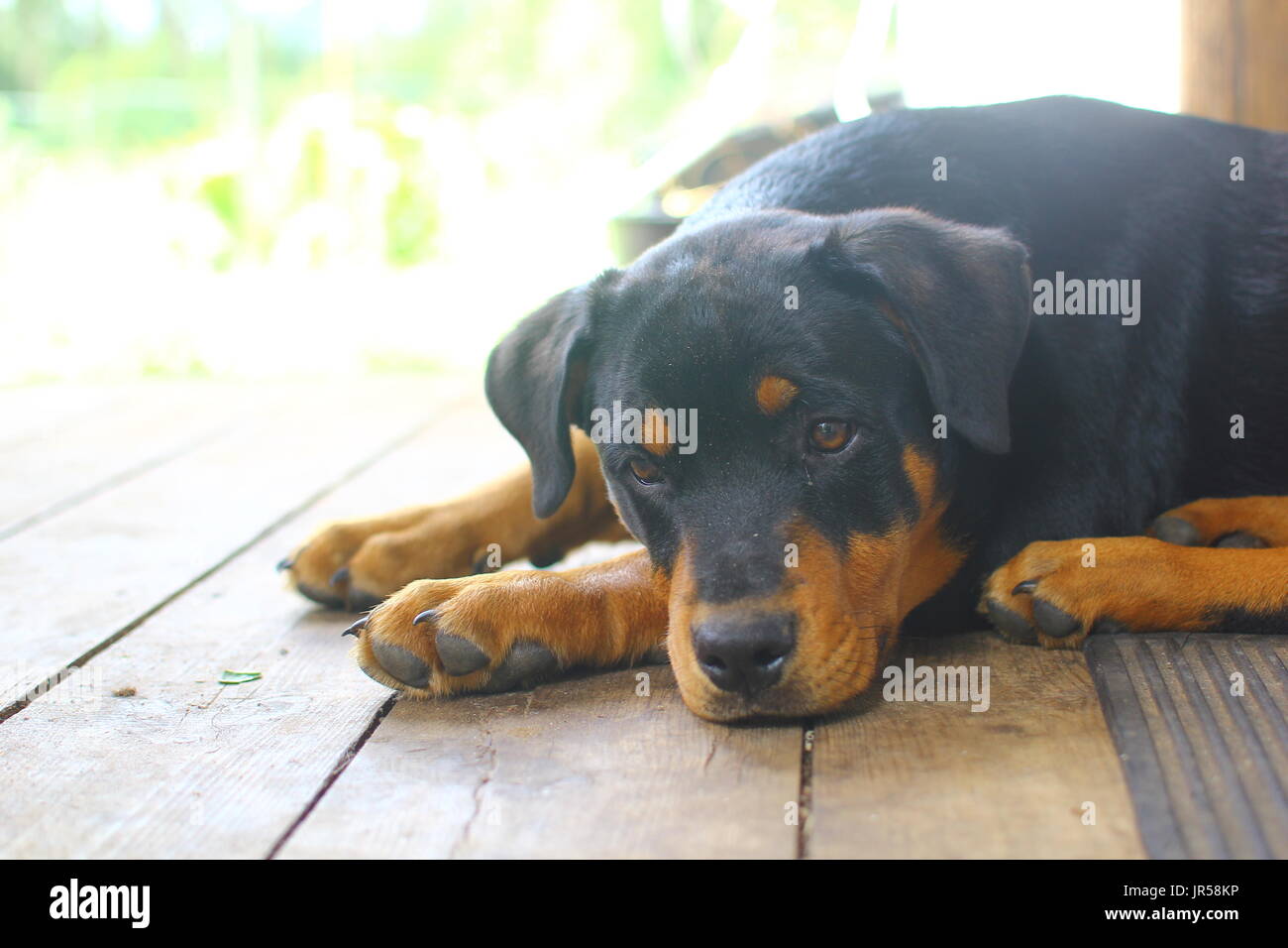 Rottweiller dog hi-res stock photography and images - Alamy