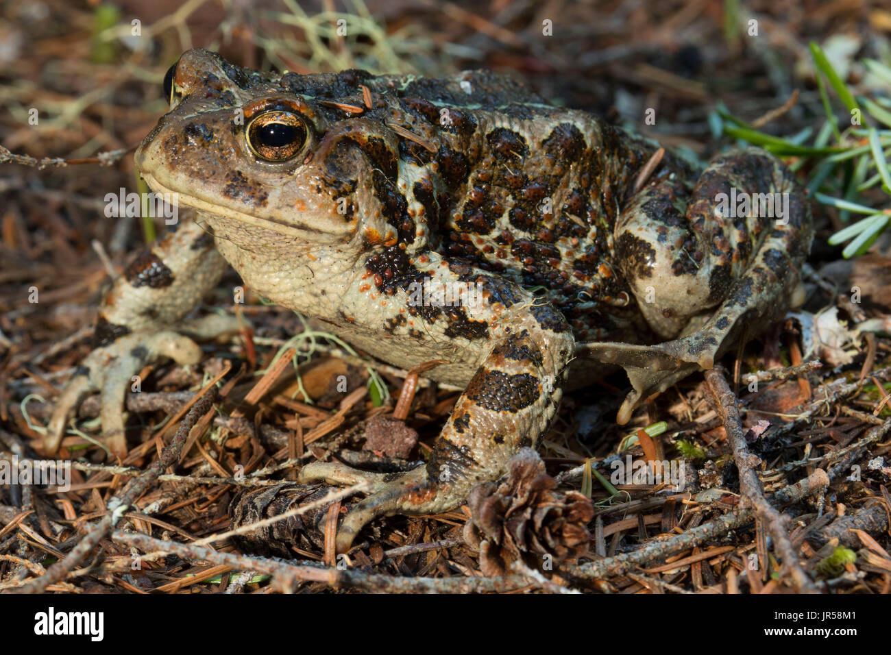 Toad, Mt Jefferson Wilderness, Willamette National Forest, Oregon Stock Photo