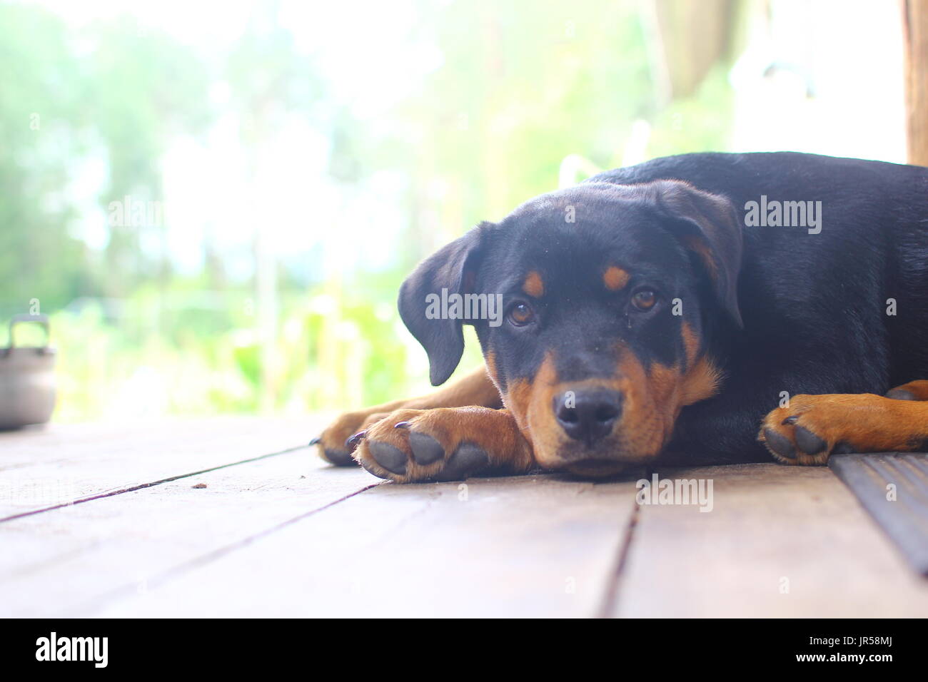 Sad Rottweiller Puppy Stock Photo - Alamy