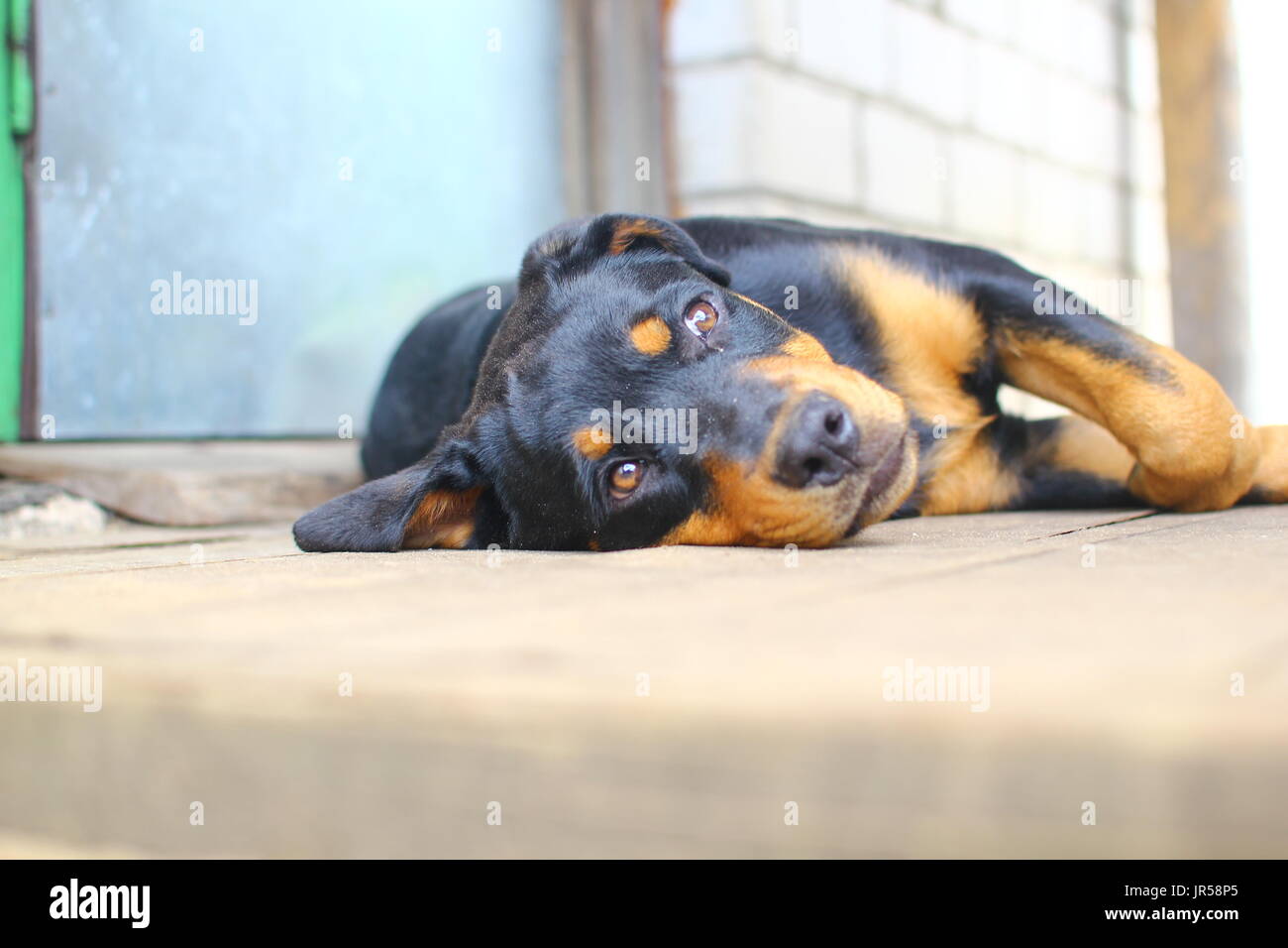 Sad Rottweiller Puppy Stock Photo - Alamy