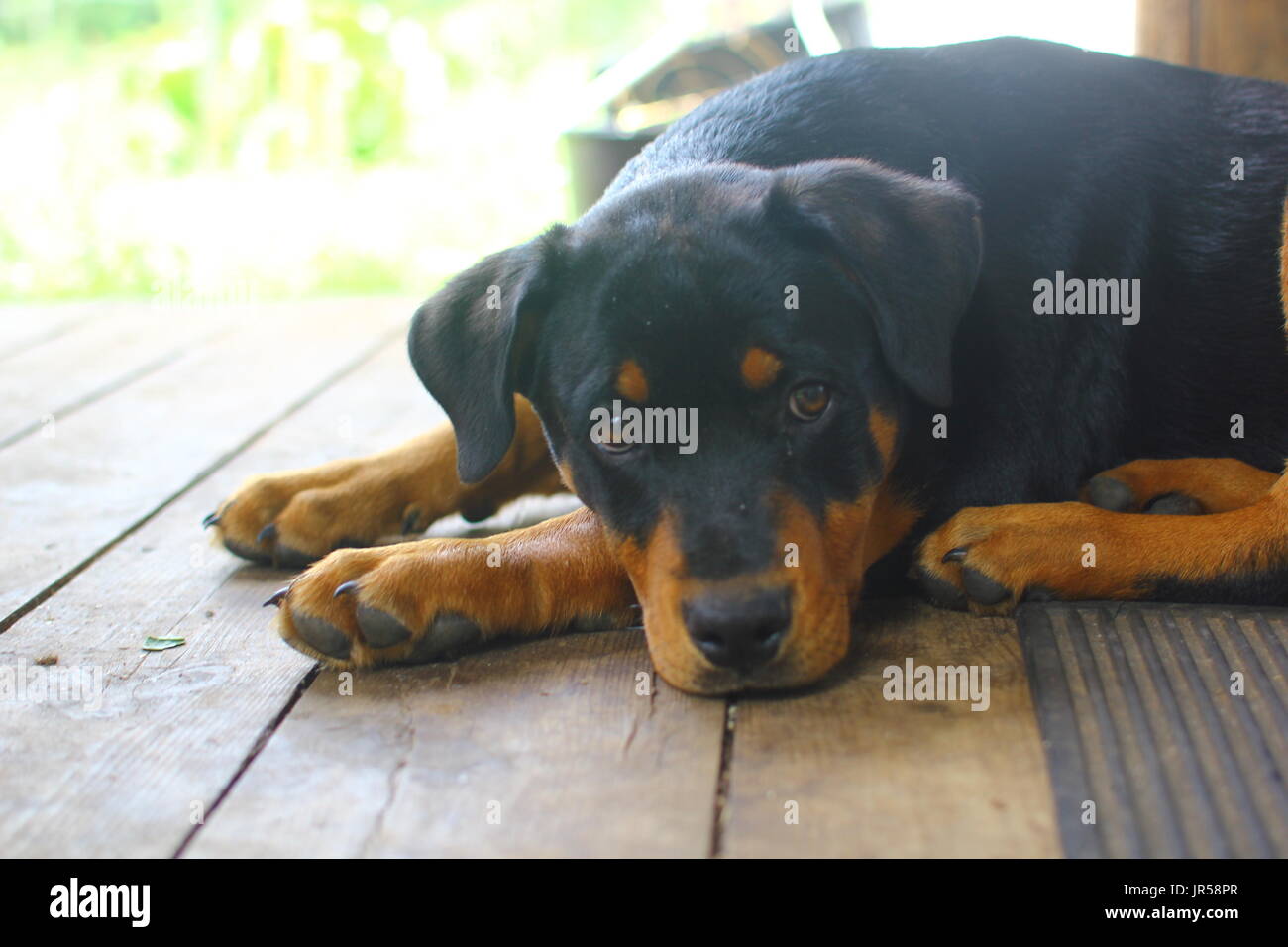 Rottweiller dog hi-res stock photography and images - Alamy