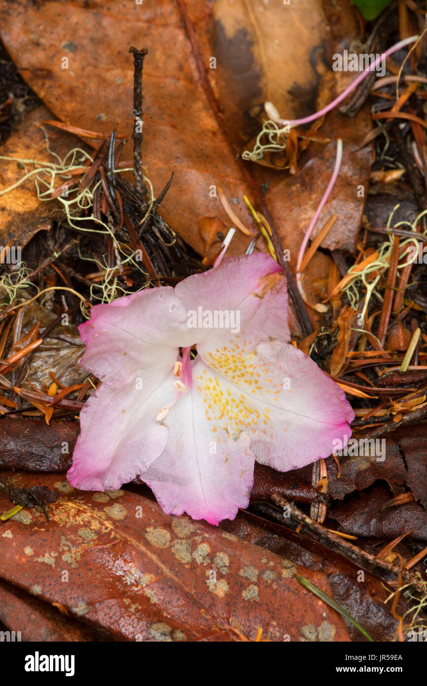 Pacific rhododendron (Rhododendron macrophyllum) along Parrish Lake Trail, Willamette National Forest, Oregon Stock Photo