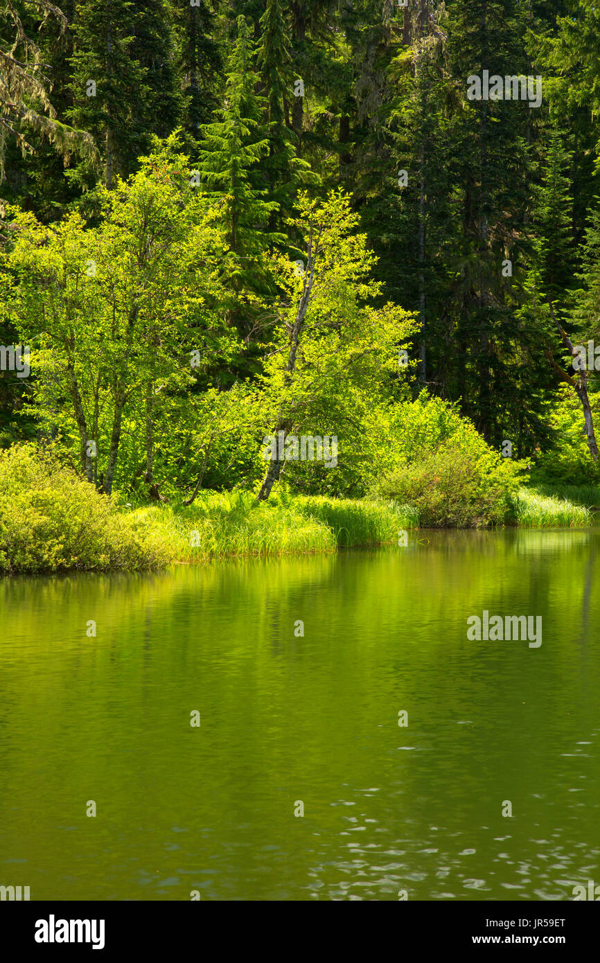 Leone Lake, Willamette National Forest, Oregon Stock Photo Alamy