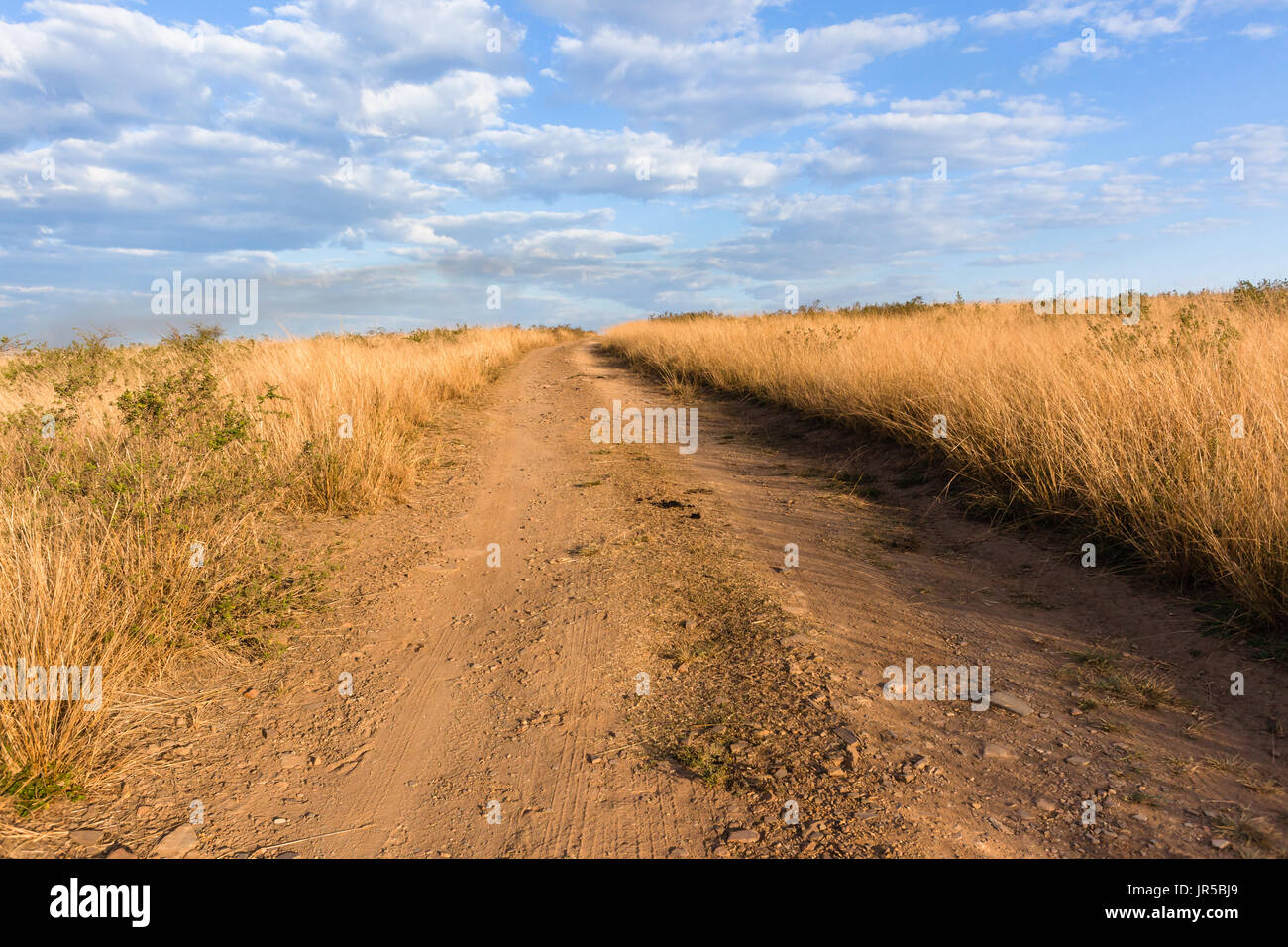 Dirt road track through grasslands in wilderness wildlife safari