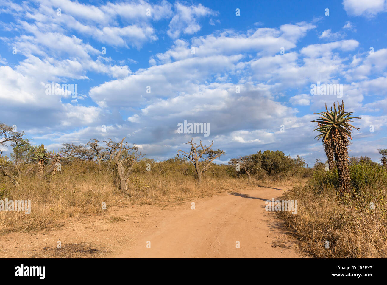 Scenic african safari morning dirt road track landscape of aloes flowers and acacia trees in wildlife wilderness. Stock Photo