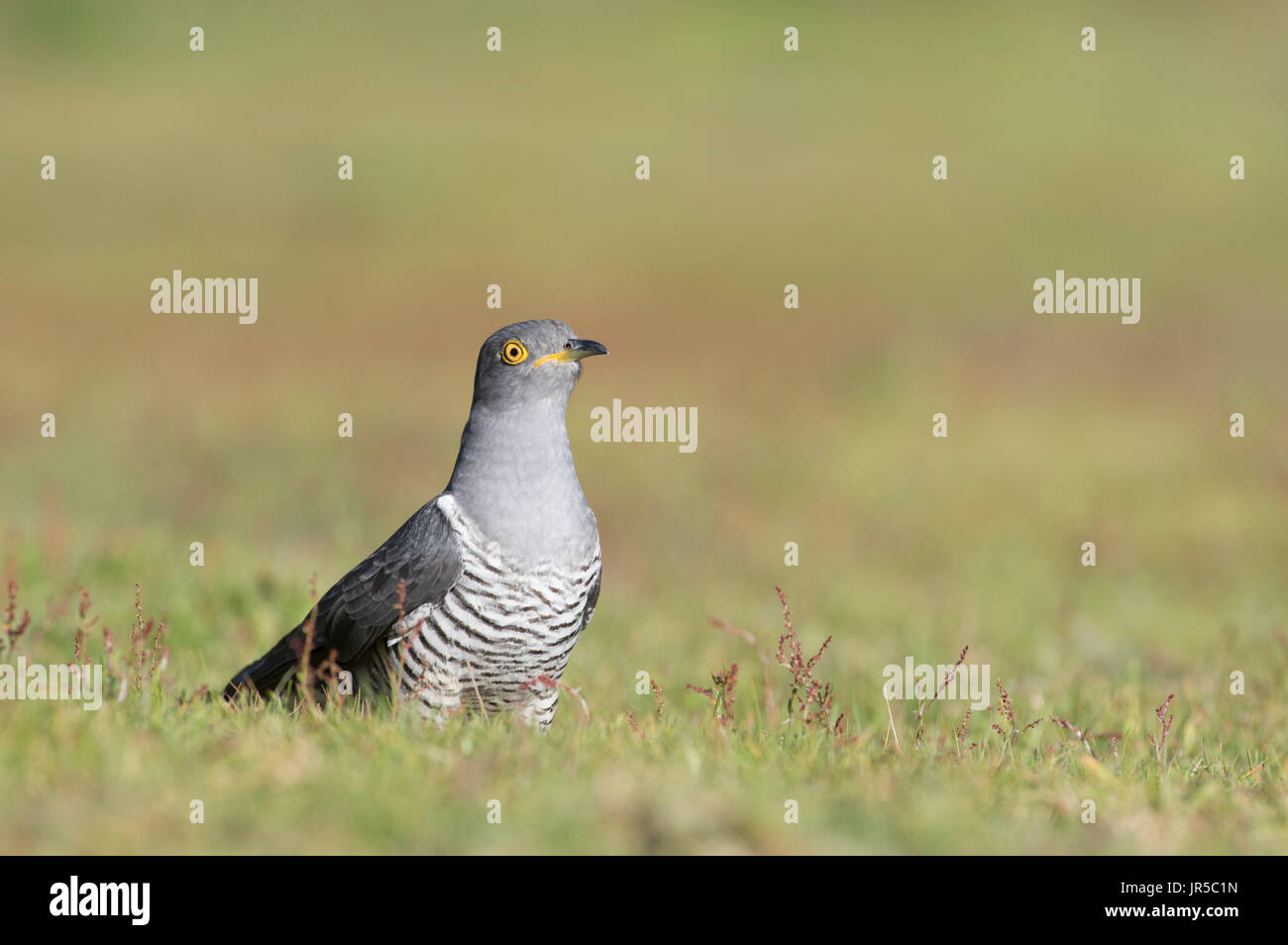 Common cuckoo sat on the ground Stock Photo