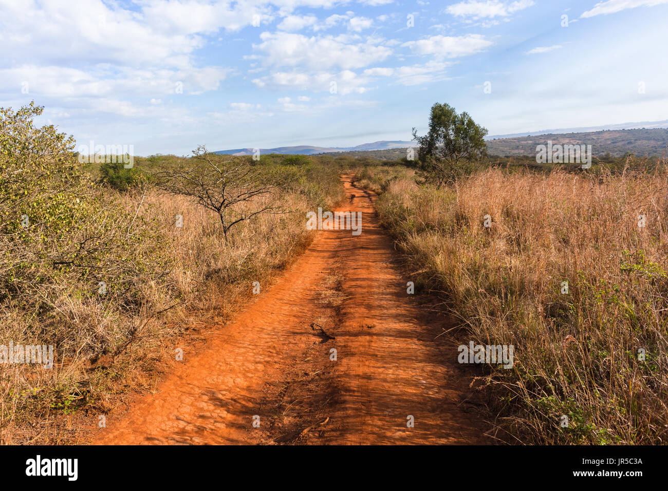 Dirt road track through grasslands in wilderness wildlife safari