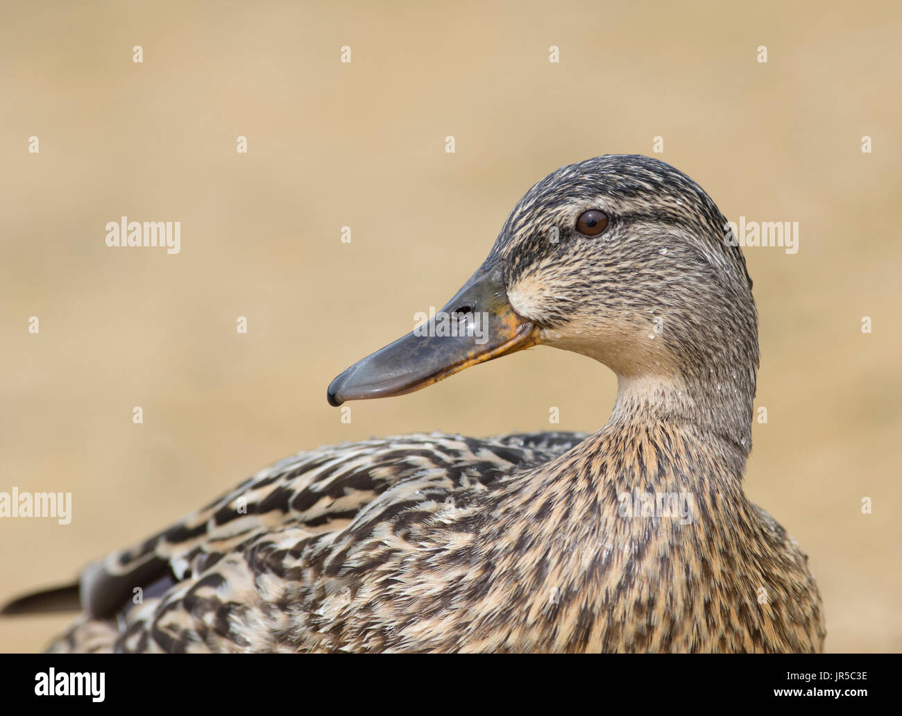 Close up of female mallard duck Stock Photo