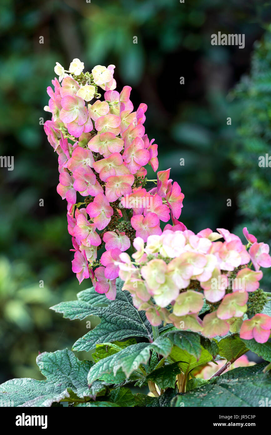 Hydrangea Quercifolia Snow Queen, late summer.Hydrangeaceae Stock Photo