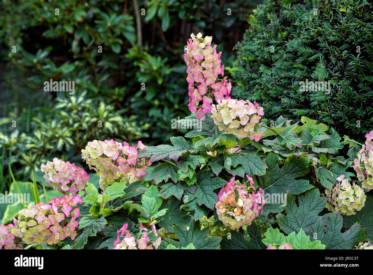 Hydrangea Quercifolia Snow Queen, late summer.Hydrangeaceae Stock Photo