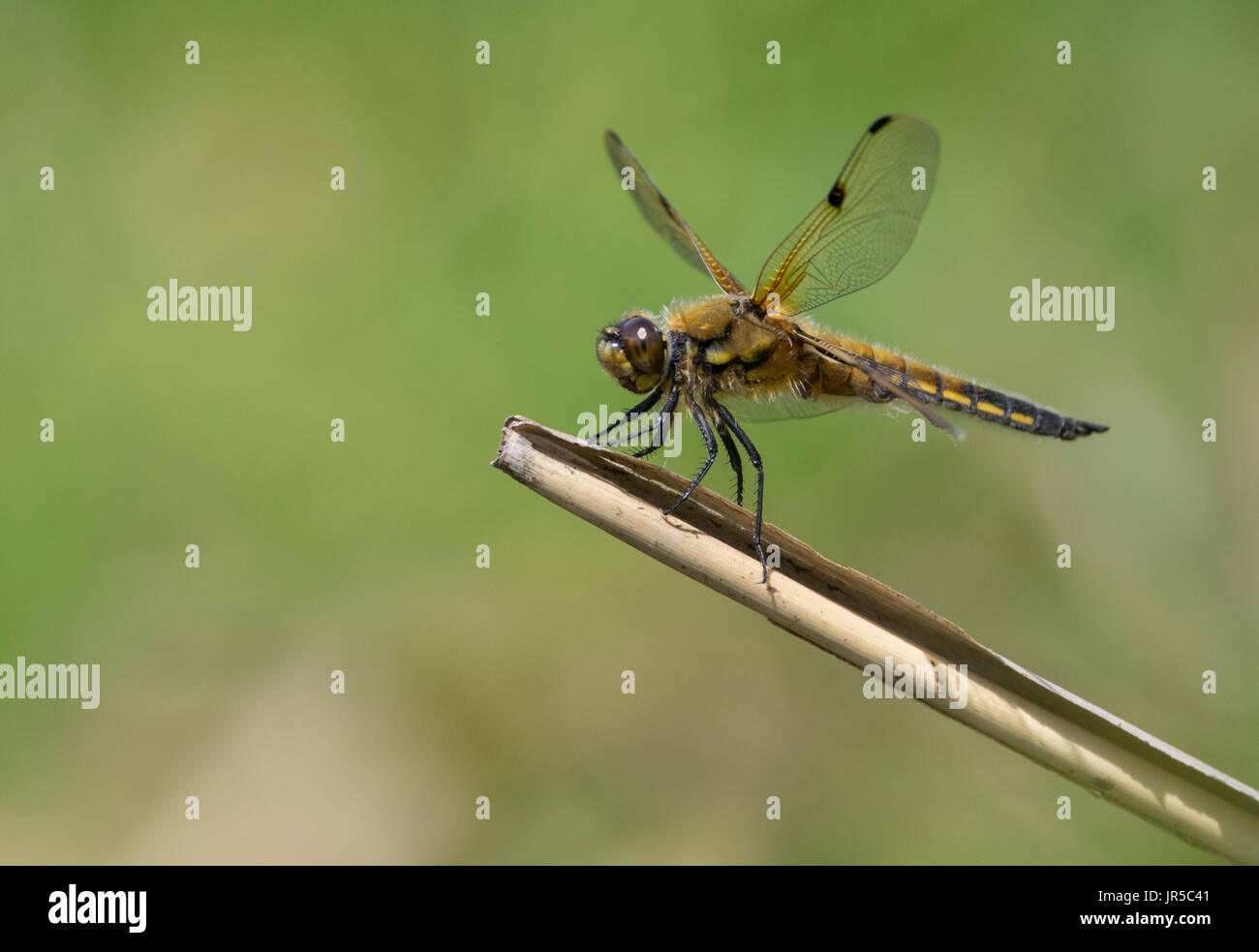 4 spotted chaser dragonfly landing on reed perch Stock Photo