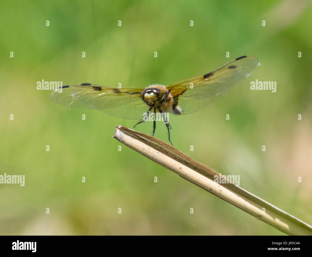 4 spotted chaser dragonfly landing on reed perch Stock Photo