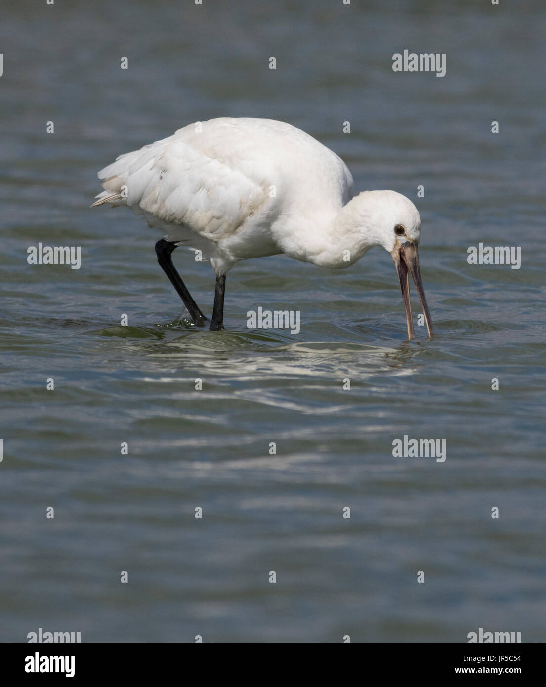 Spoonbill feeding on water Stock Photo - Alamy
