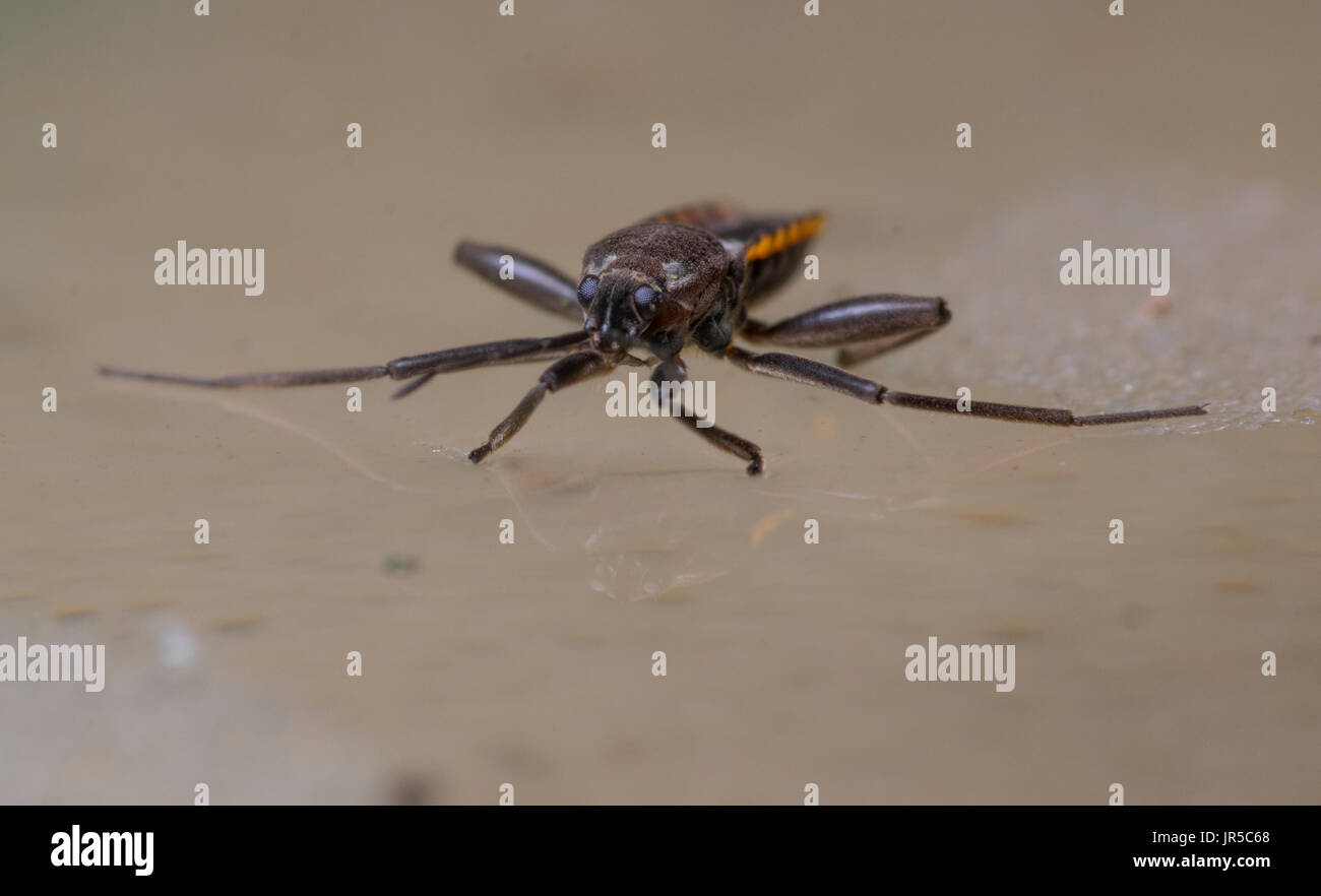 Water cricket on waters surface Stock Photo