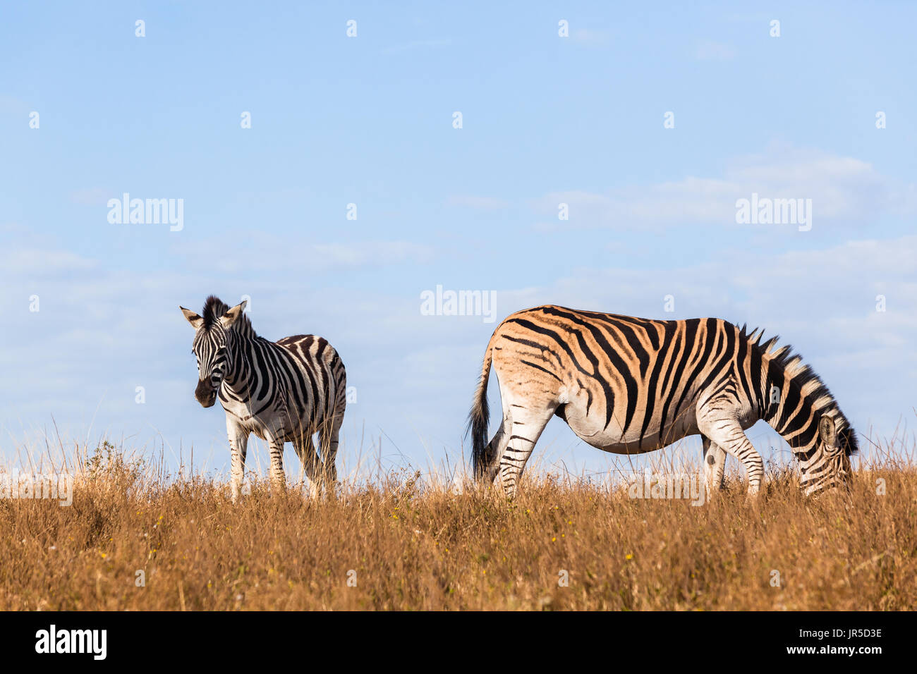Zebra pregnant with maturing calf eating winter grassland plateau Stock