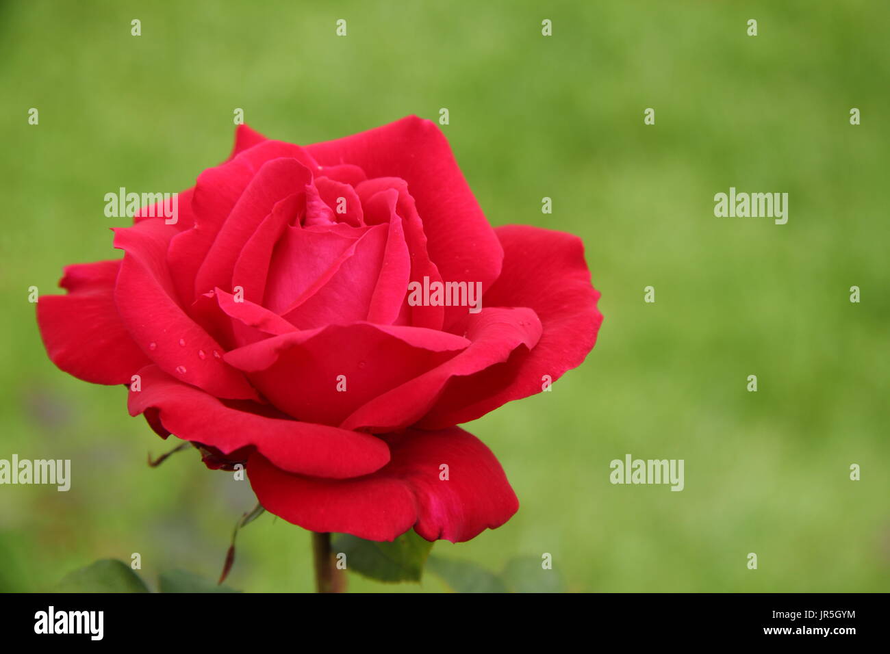 Rosa 'Ruby Wedding', hybrid tea rose in full bloom in an English garden border in summer (June), UK Stock Photo